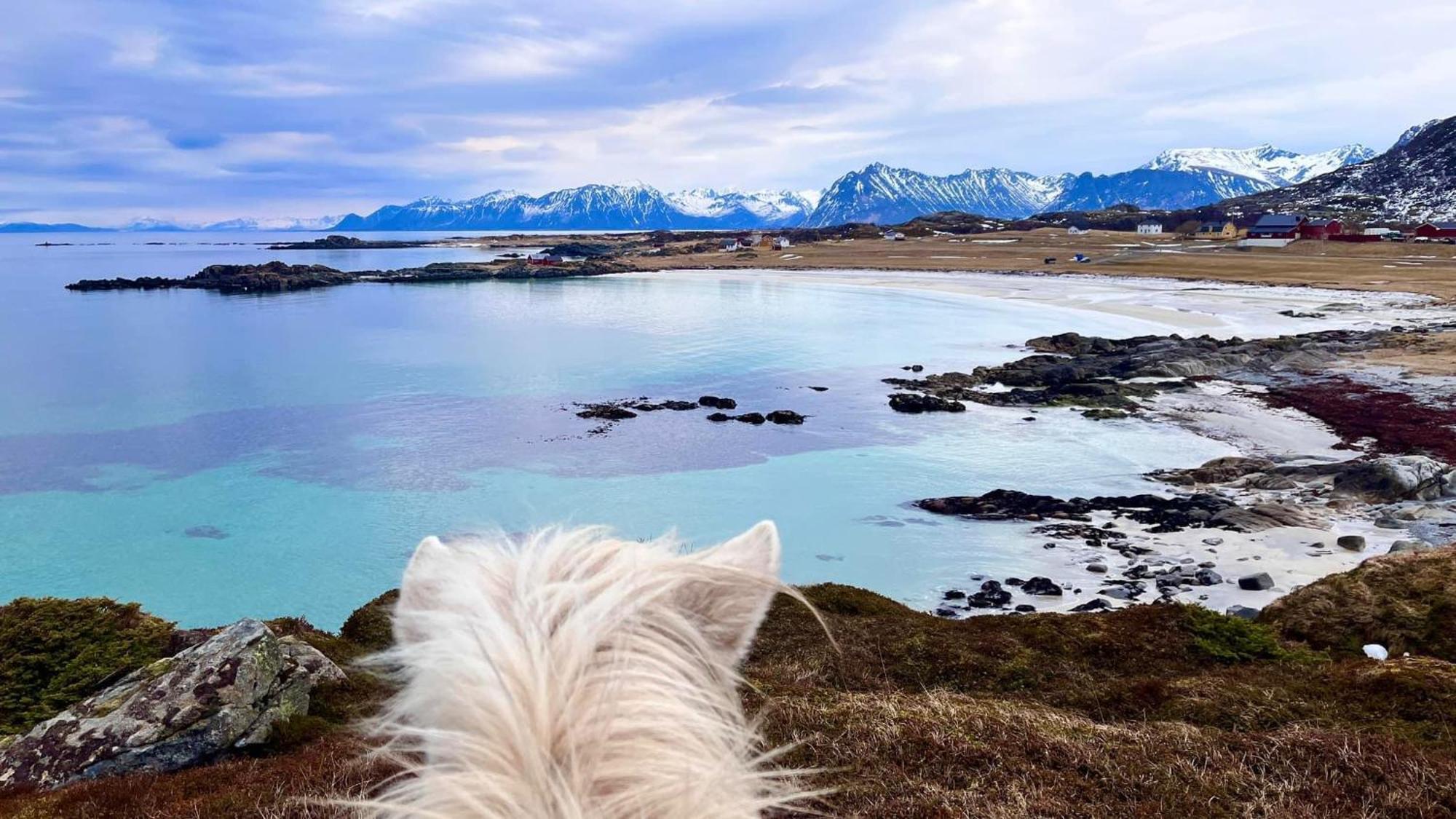 Lofoten Links Lodges Gimsoy Εξωτερικό φωτογραφία